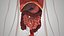 10 Anatomical human organs in body