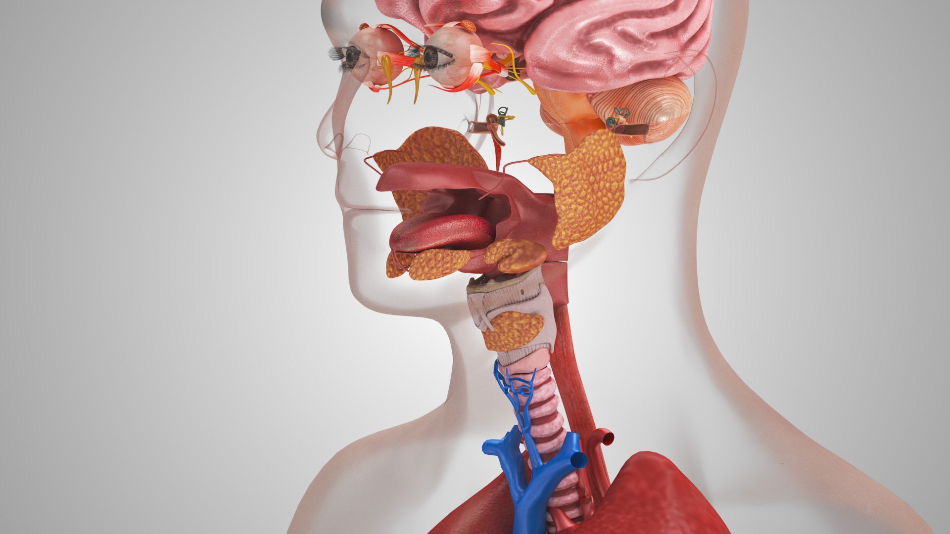10 Anatomical human organs in body 3D model https://p.turbosquid.com/ts-thumb/yq/FXPsuU/f4/humanorgansheartliverstomachbrain_00042/jpg/1657712149/1920x1080/fit_q87/249bee4805f09b962f6ecaef167a6963f120e02a/humanorgansheartliverstomachbrain_00042.jpg