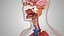 10 Anatomical human organs in body
