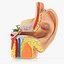 10 Anatomical human organs in body