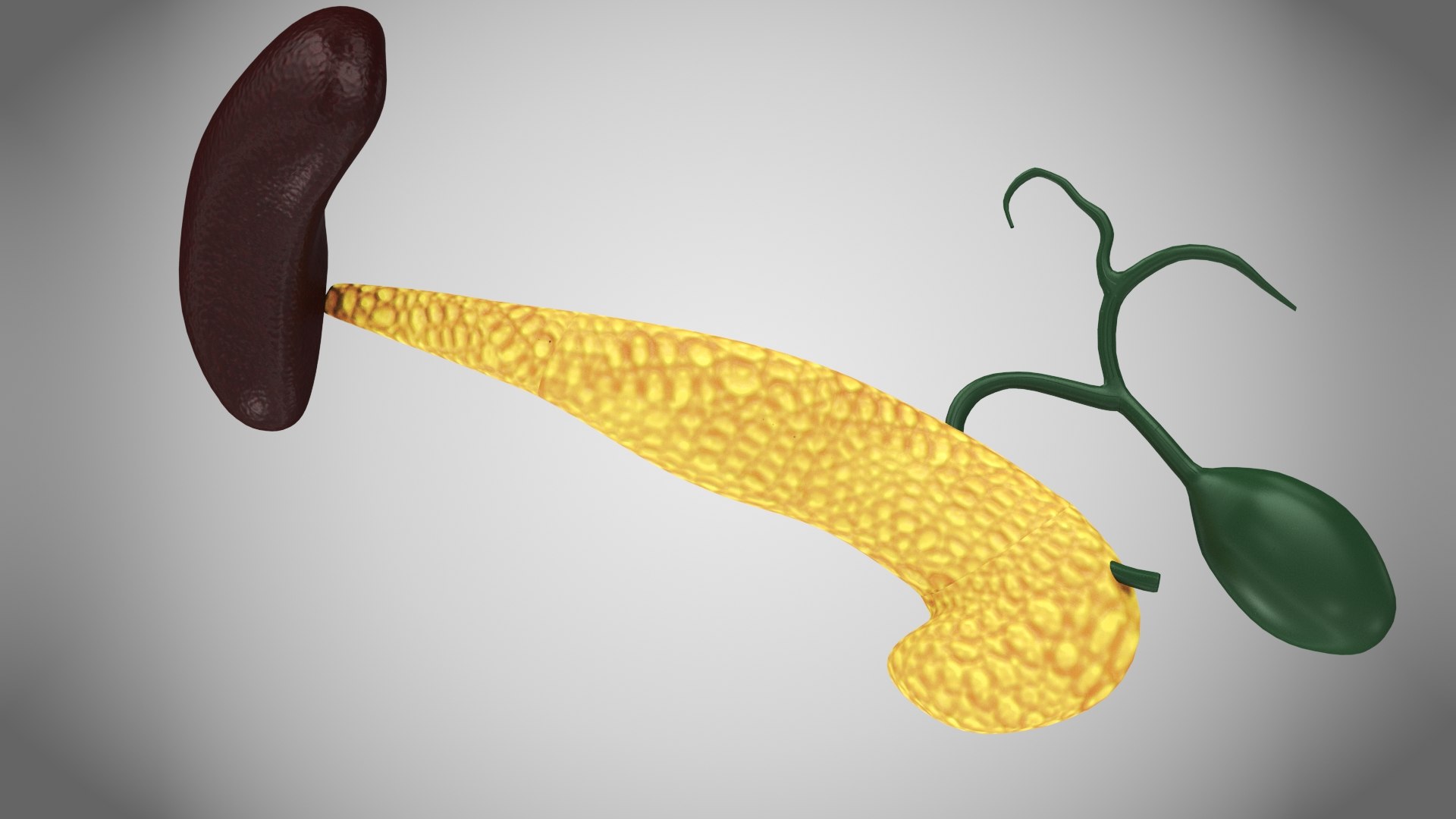 10 Anatomical human organs in body 3D model https://p.turbosquid.com/ts-thumb/yq/FXPsuU/h6/aaa0006/jpg/1657717717/1920x1080/fit_q87/9a32eca29ab975f9d667ab6140daf7615627ee56/aaa0006.jpg