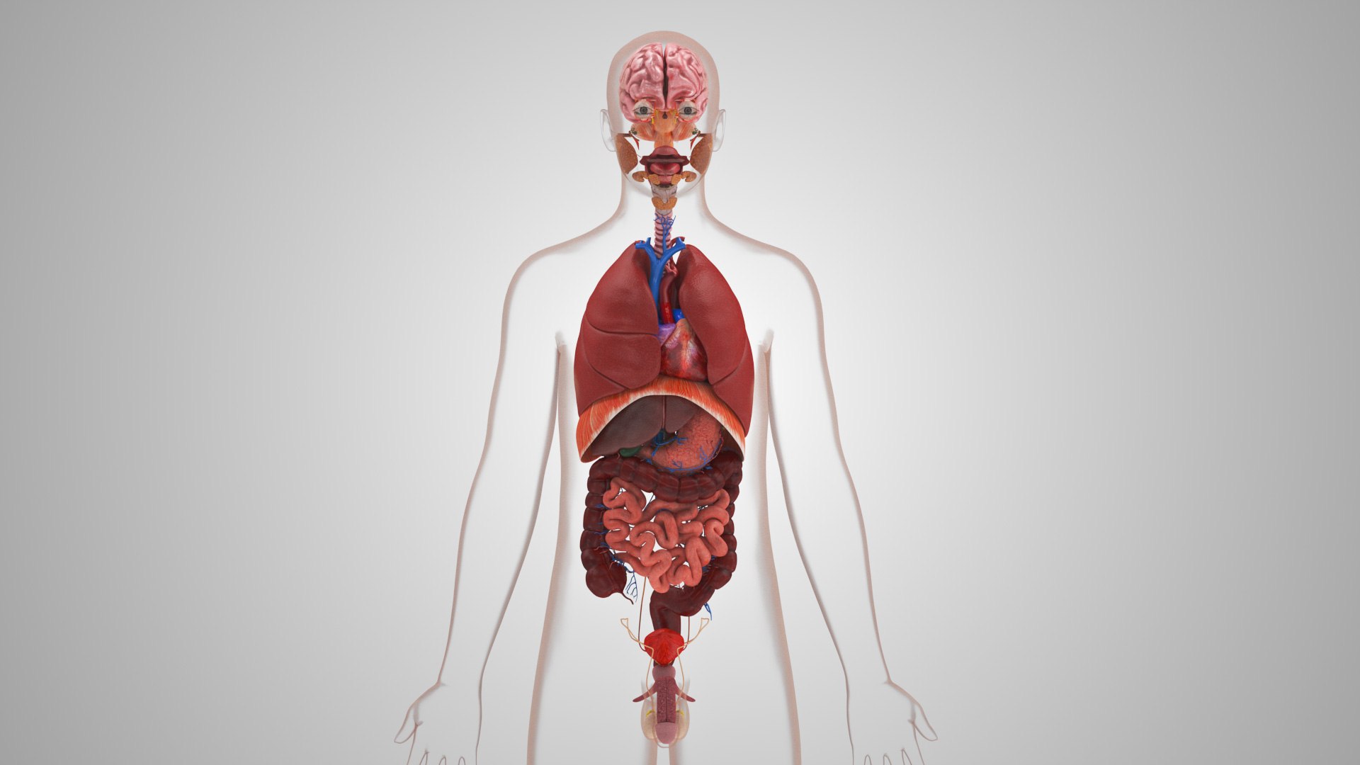 10 Anatomical human organs in body 3D model https://p.turbosquid.com/ts-thumb/yq/FXPsuU/hS/humanorgansheartliverstomachbrain_00040/jpg/1657712148/1920x1080/fit_q87/717f188d936f69df1dc18eb548782b8a7cc25b7d/humanorgansheartliverstomachbrain_00040.jpg