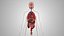 10 Anatomical human organs in body