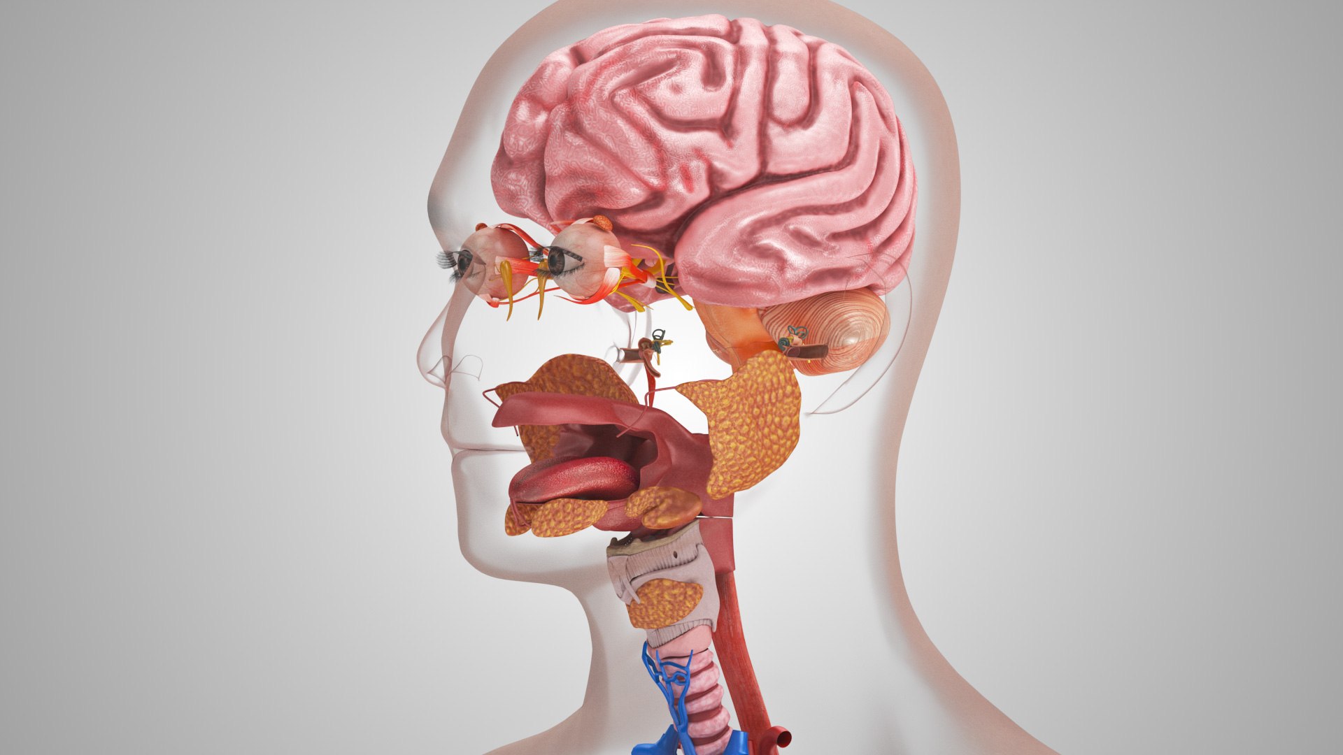 10 Anatomical human organs in body 3D model https://p.turbosquid.com/ts-thumb/yq/FXPsuU/hl/humanorgansheartliverstomachbrain_00035/jpg/1657712146/1920x1080/fit_q87/d79404bc88a7af251549c37ed384267d34bf1ed3/humanorgansheartliverstomachbrain_00035.jpg