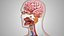 10 Anatomical human organs in body