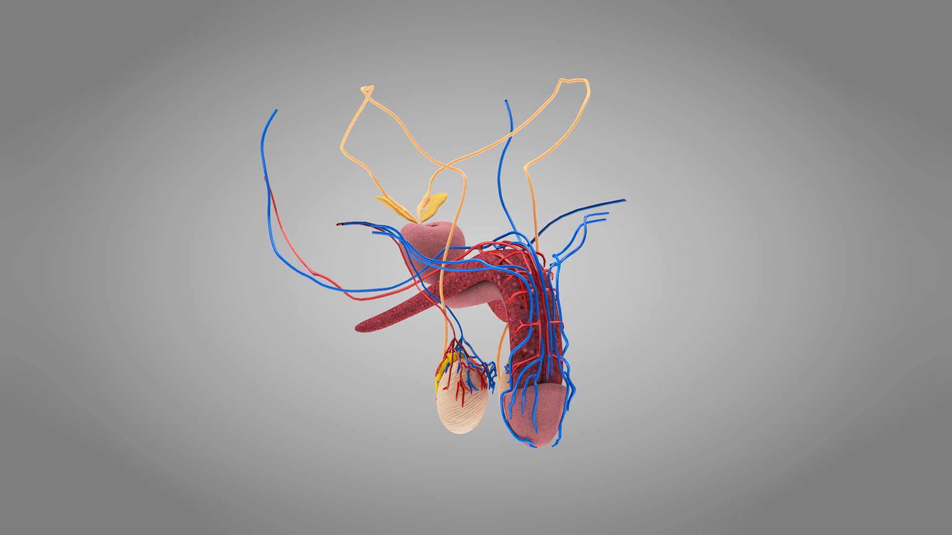 10 Anatomical human organs in body 3D model https://p.turbosquid.com/ts-thumb/yq/FXPsuU/il/malereproductivesystem_b/jpg/1657711259/1920x1080/turn_fit_q99/33a6fb307f265540285b0d176ffaeb769fac4313/malereproductivesystem_b-1.jpg