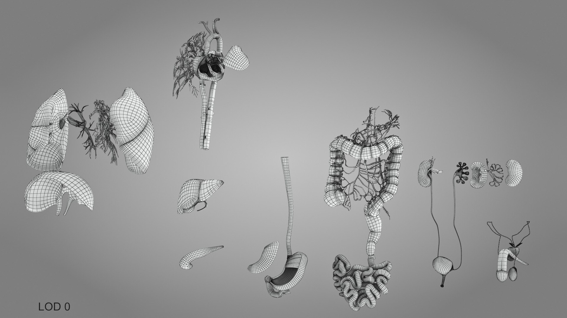 10 Anatomical human organs in body 3D model https://p.turbosquid.com/ts-thumb/yq/FXPsuU/jR/humanorgansheartliverstomachbrain_00013/jpg/1657712254/1920x1080/fit_q87/4e02fc47097772893235bad16a2c4803535f487e/humanorgansheartliverstomachbrain_00013.jpg