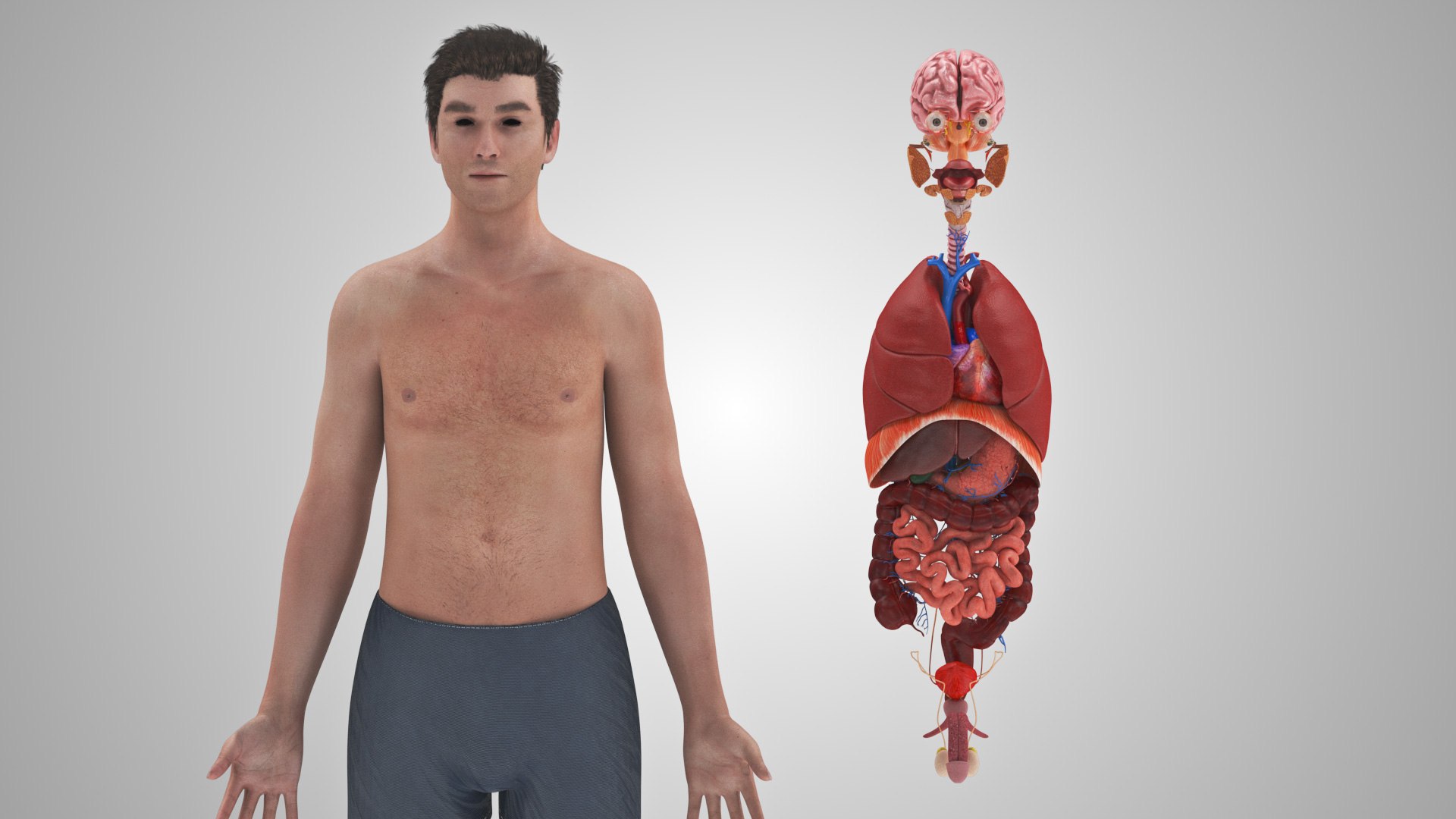 10 Anatomical human organs in body 3D model https://p.turbosquid.com/ts-thumb/yq/FXPsuU/k8/humanorgansheartliverstomachbrain_00043/jpg/1657712150/1920x1080/fit_q87/134067fa8582728e88db5f30d1f3ba3fc3951df7/humanorgansheartliverstomachbrain_00043.jpg