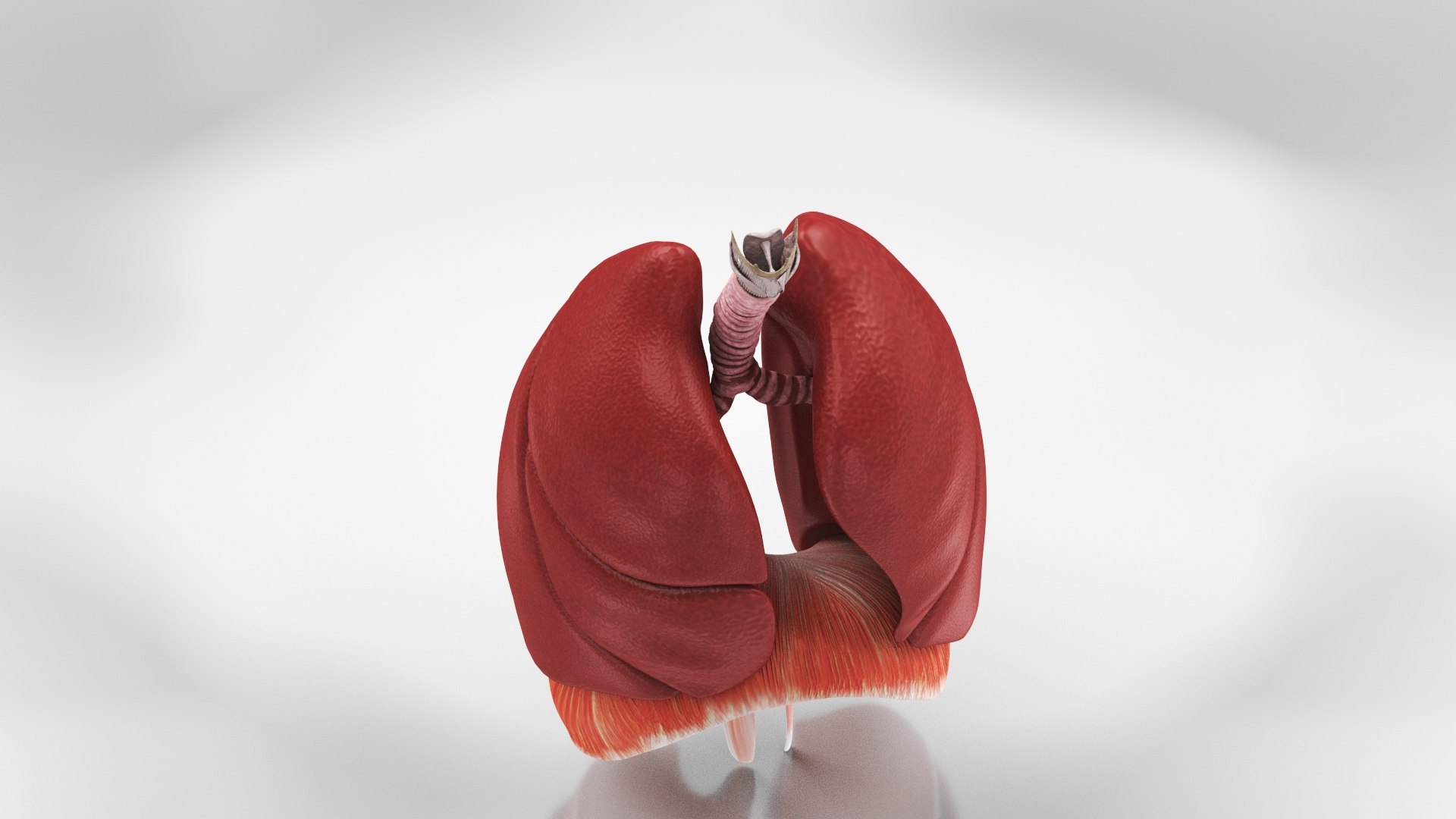 10 Anatomical human organs in body 3D model https://p.turbosquid.com/ts-thumb/yq/FXPsuU/mv/anatomylungs7/jpg/1657717741/1920x1080/fit_q87/a88b194838431330459f1003f93ed0f95c45e6e3/anatomylungs7.jpg