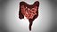 10 Anatomical human organs in body