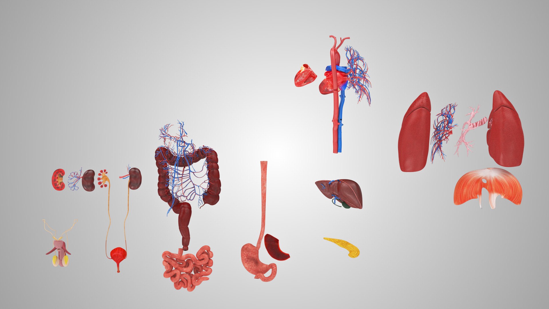 10 Anatomical human organs in body 3D model https://p.turbosquid.com/ts-thumb/yq/FXPsuU/nW/humanorgansheartliverstomachbrain_00045/jpg/1657712150/1920x1080/fit_q87/3def084146af7f81af118eb2ca6ce9294818d53d/humanorgansheartliverstomachbrain_00045.jpg