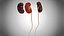 10 Anatomical human organs in body