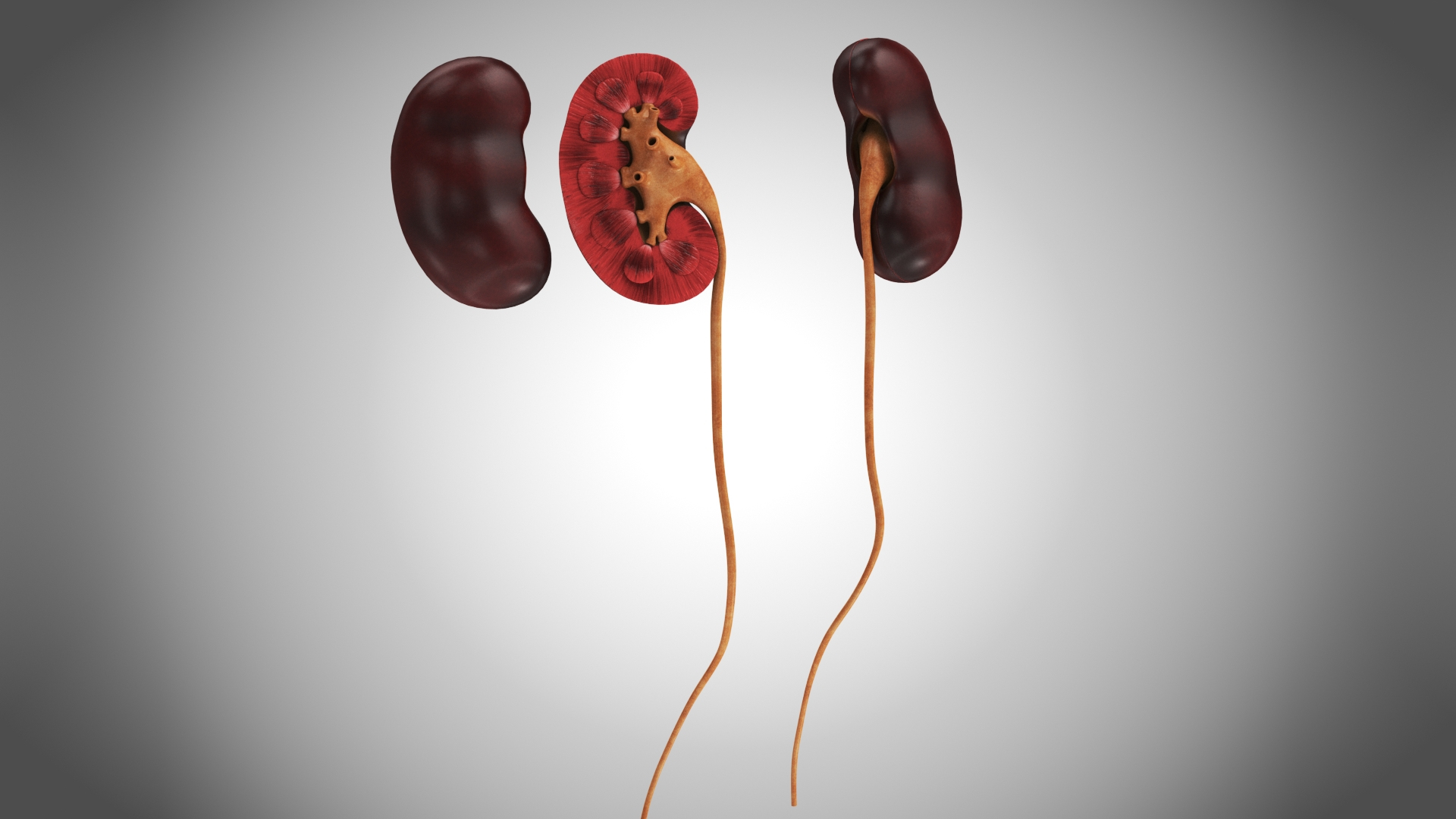 10 Anatomical human organs in body 3D model https://p.turbosquid.com/ts-thumb/yq/FXPsuU/o8/kidney/jpg/1657709647/1920x1080/turn_fit_q99/92107e2249d5883a067bb0665fc05fa12312e4ff/kidney-1.jpg