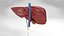 10 Anatomical human organs in body