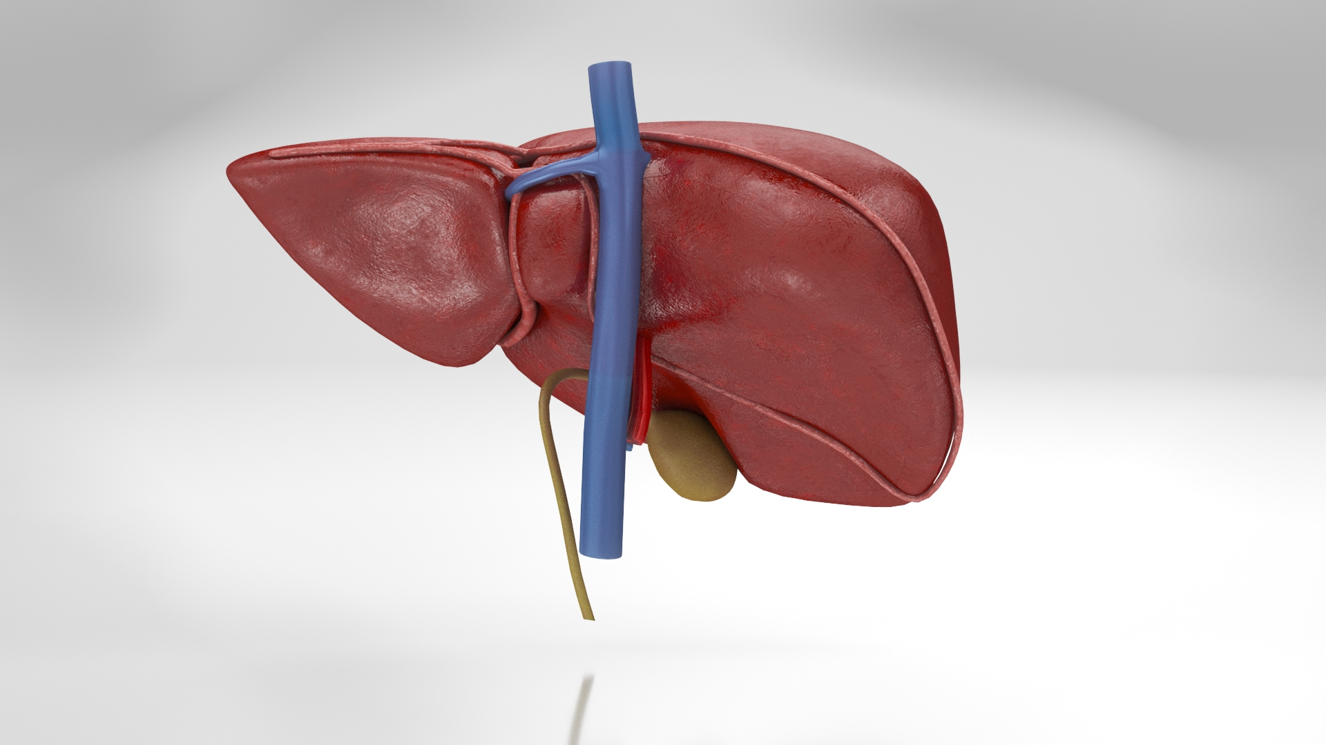 10 Anatomical human organs in body 3D model https://p.turbosquid.com/ts-thumb/yq/FXPsuU/oI/turnopaq/jpg/1657710831/1920x1080/turn_fit_q99/7b06eaabc612a2814bbae5428e42477869f4bf27/turnopaq-1.jpg
