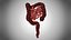 10 Anatomical human organs in body