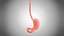 10 Anatomical human organs in body