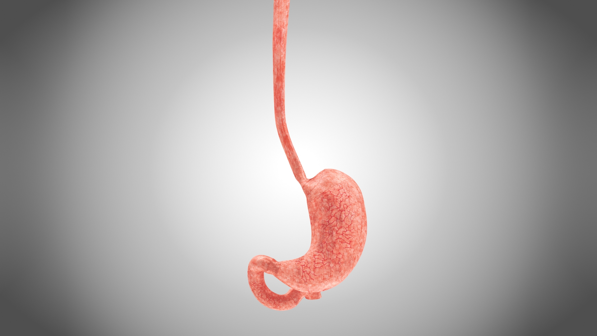 10 Anatomical human organs in body 3D model https://p.turbosquid.com/ts-thumb/yq/FXPsuU/pn/stomach/jpg/1657710322/1920x1080/turn_fit_q99/4e845df9773ffa31d1e9aaa68c63cdcc20d729c7/stomach-1.jpg