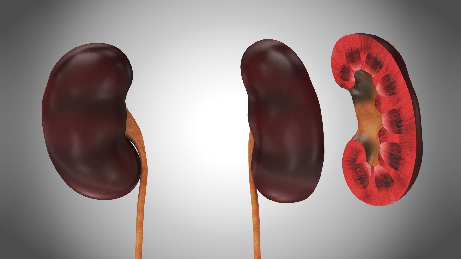 10 Anatomical human organs in body 3D model https://p.turbosquid.com/ts-thumb/yq/FXPsuU/t7/kidneywithanatomiccut6/jpg/1657717830/1920x1080/fit_q87/d7b5daa47334063cadcb83329b1117f271d31858/kidneywithanatomiccut6.jpg