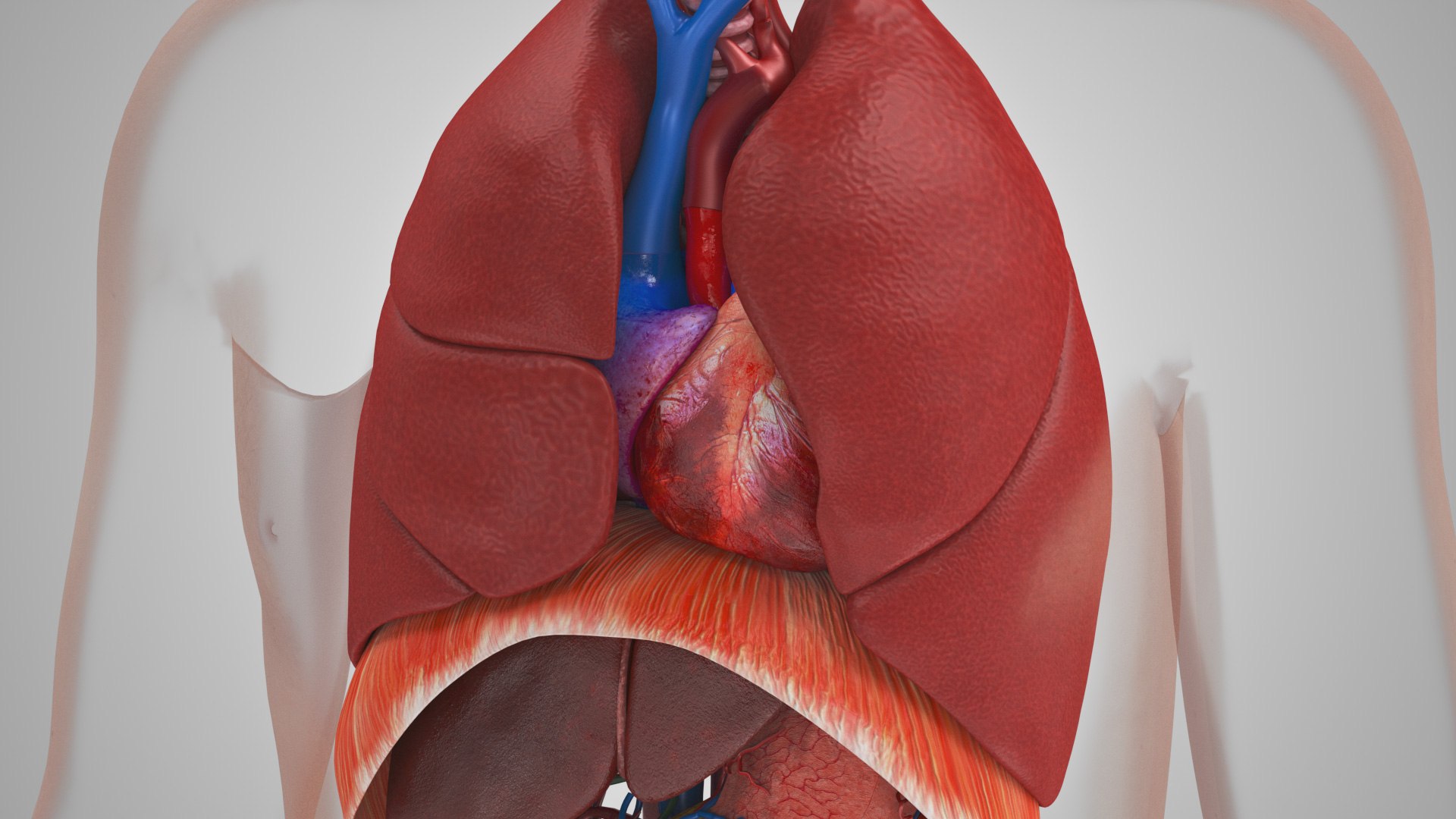 10 Anatomical human organs in body 3D model https://p.turbosquid.com/ts-thumb/yq/FXPsuU/uy/humanorgansheartliverstomachbrain_00036/jpg/1657712146/1920x1080/fit_q87/a51beff5ddede92acbab7a996d1644b748e62884/humanorgansheartliverstomachbrain_00036.jpg