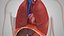 10 Anatomical human organs in body