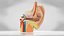 10 Anatomical human organs in body