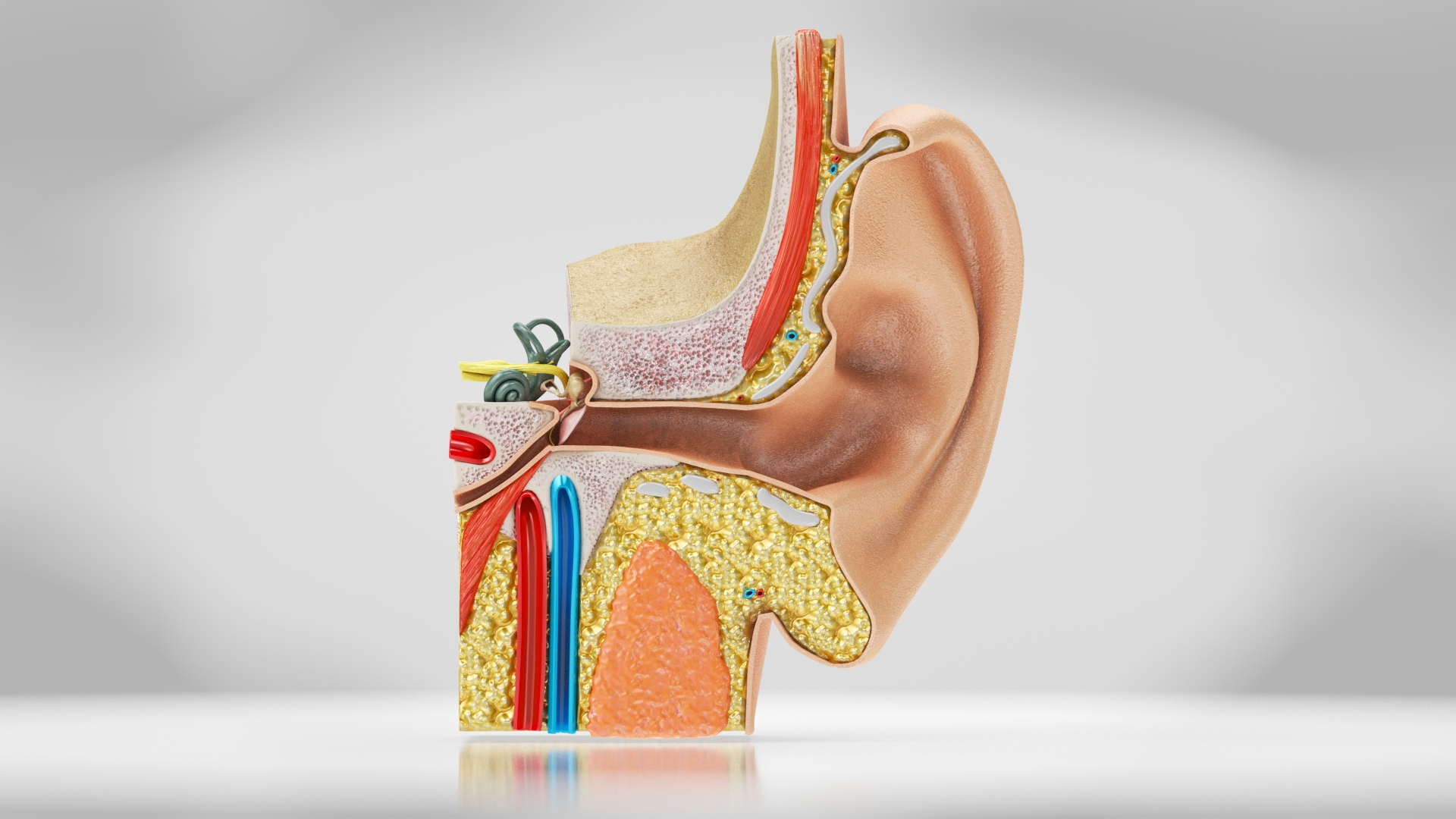 10 Anatomical human organs in body 3D model https://p.turbosquid.com/ts-thumb/yq/FXPsuU/w2/earanatomy/jpg/1657708867/1920x1080/turn_fit_q99/81a7d5107ff336c1d1bab31fe481bbc08f879241/earanatomy-1.jpg