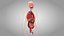 10 Anatomical human organs in body