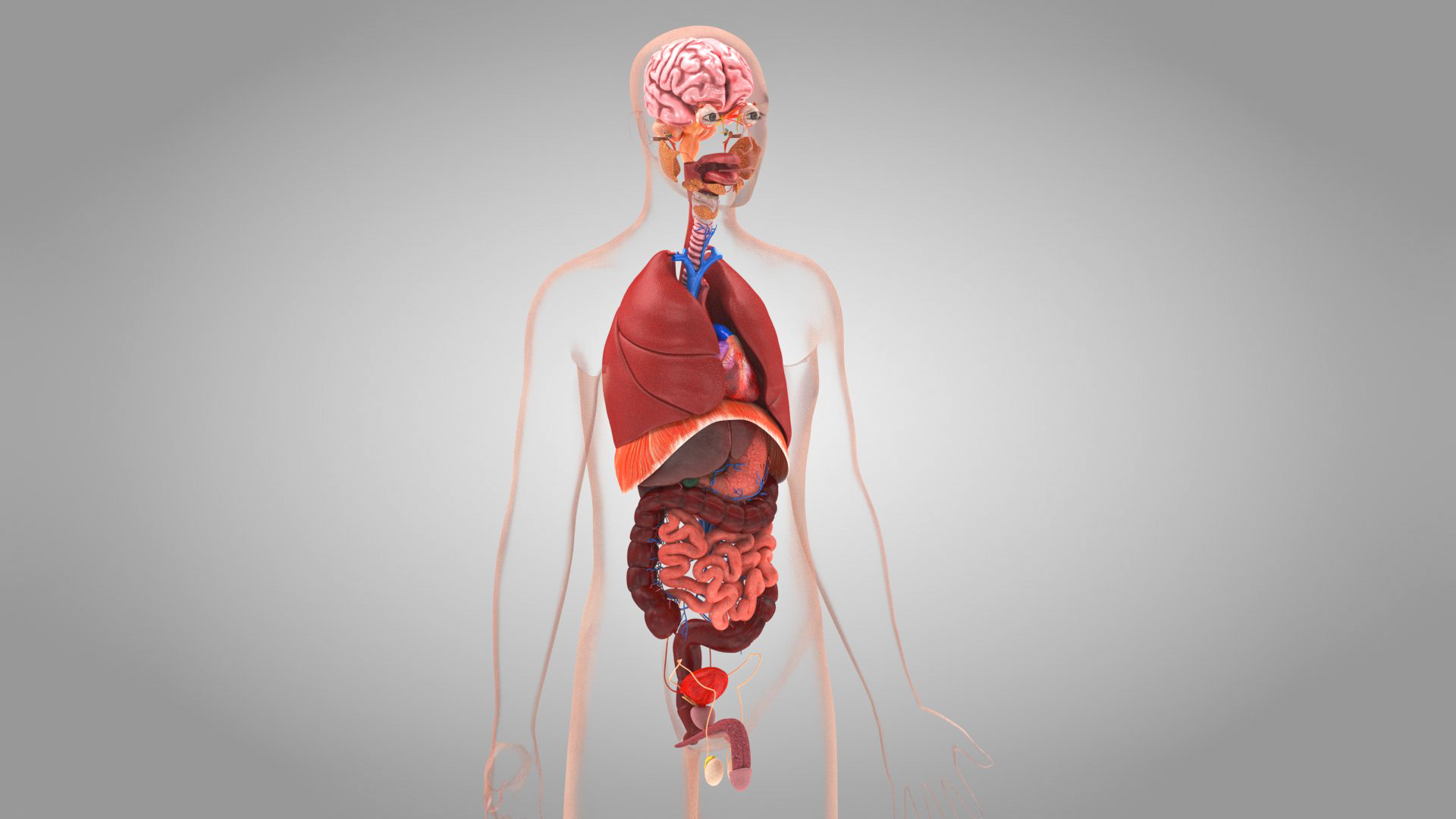 10 Anatomical human organs in body 3D model https://p.turbosquid.com/ts-thumb/yq/FXPsuU/x6/humanorgansheartliverstomachbrain_b/jpg/1657704672/1920x1080/turn_fit_q99/adea663c6c37b8ce3a937167e6b913a65bbf79ce/humanorgansheartliverstomachbrain_b-1.jpg