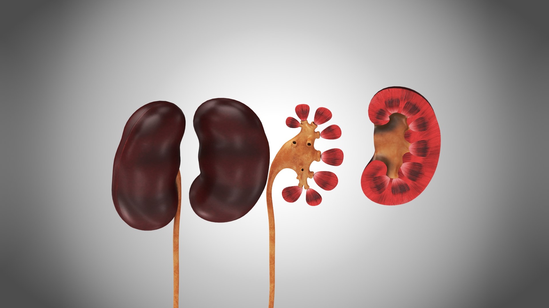 10 Anatomical human organs in body 3D model https://p.turbosquid.com/ts-thumb/yq/FXPsuU/zs/kidneywithanatomiccut2/jpg/1657717829/1920x1080/fit_q87/43e8cdb11af06412524988848140a179025a22fd/kidneywithanatomiccut2.jpg