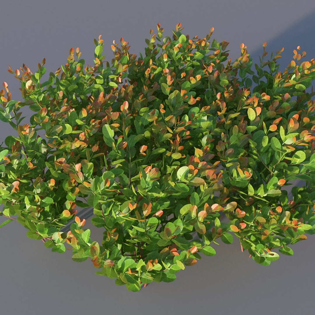 XfrogPlants Cocoplum - Chrysobalanus Icaco 3D model https://p.turbosquid.com/ts-thumb/yq/KWdAo8/Lu/chrysobalanus_i03/jpg/1619736435/1920x1080/fit_q87/1ccff148d911a8c0e2122ff95d9c5fb26d7183ac/chrysobalanus_i03.jpg