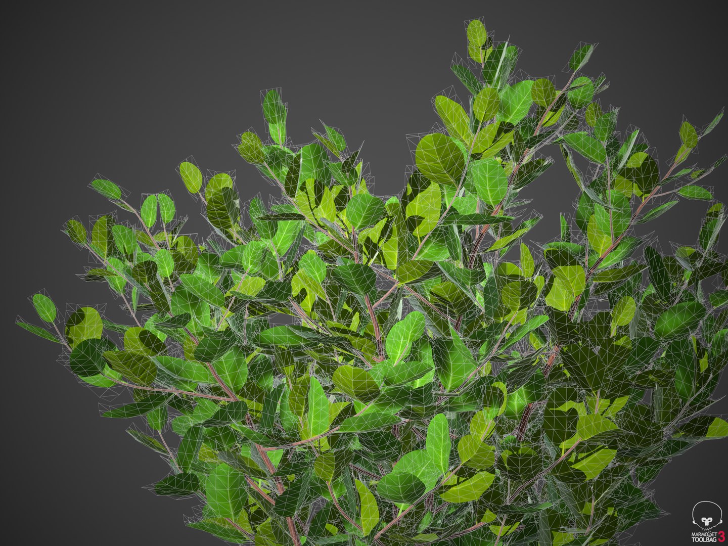XfrogPlants Cocoplum - Chrysobalanus Icaco 3D model https://p.turbosquid.com/ts-thumb/yq/KWdAo8/oI/screenshot003/png/1619736451/1920x1080/fit_q87/2b27ea914b4d15bf87ab074b7c0c9c22d1999080/screenshot003.jpg