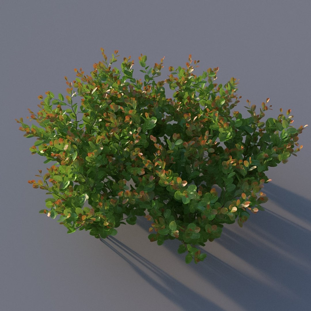 XfrogPlants Cocoplum - Chrysobalanus Icaco 3D model https://p.turbosquid.com/ts-thumb/yq/KWdAo8/qM/chrysobalanus_i02/jpg/1619736435/1920x1080/fit_q87/85848c3f085afa2a1c4d0a3547ab2d98abf171a2/chrysobalanus_i02.jpg