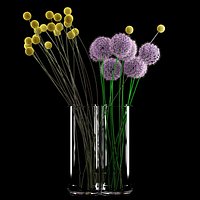Craspedia&Allium