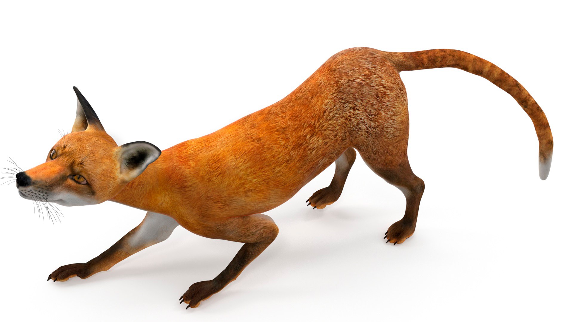 3D Wild European Fox Rigged For Maya - TurboSquid 2220600