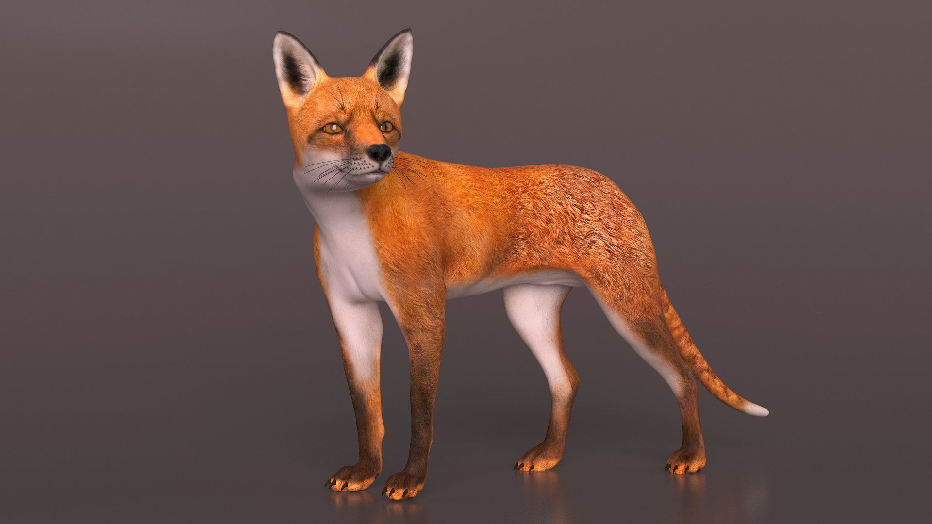 3D Wild European Fox Rigged For Maya - TurboSquid 2220600