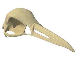 Bald Eagle Skull