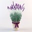 Lavanda