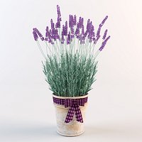 Lavanda