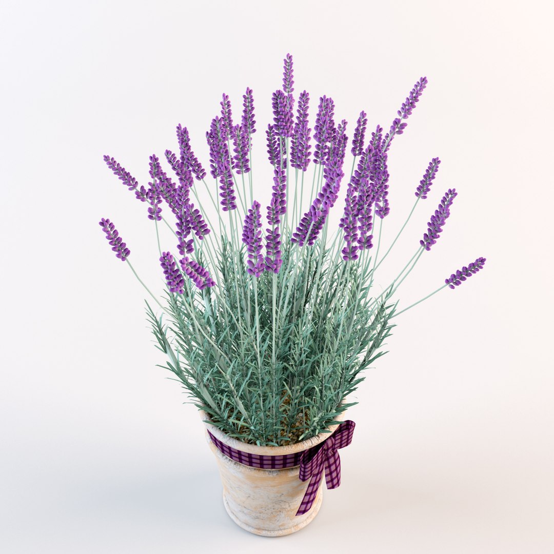 model lavender flowers pot https://p.turbosquid.com/ts-thumb/yq/nzbJMI/OoTodfa3/w6/jpg/1367003582/1920x1080/fit_q87/c927d393f5ca0346d8d7ac0ca36eeeeb0a0f9bd7/w6.jpg