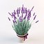 Lavanda