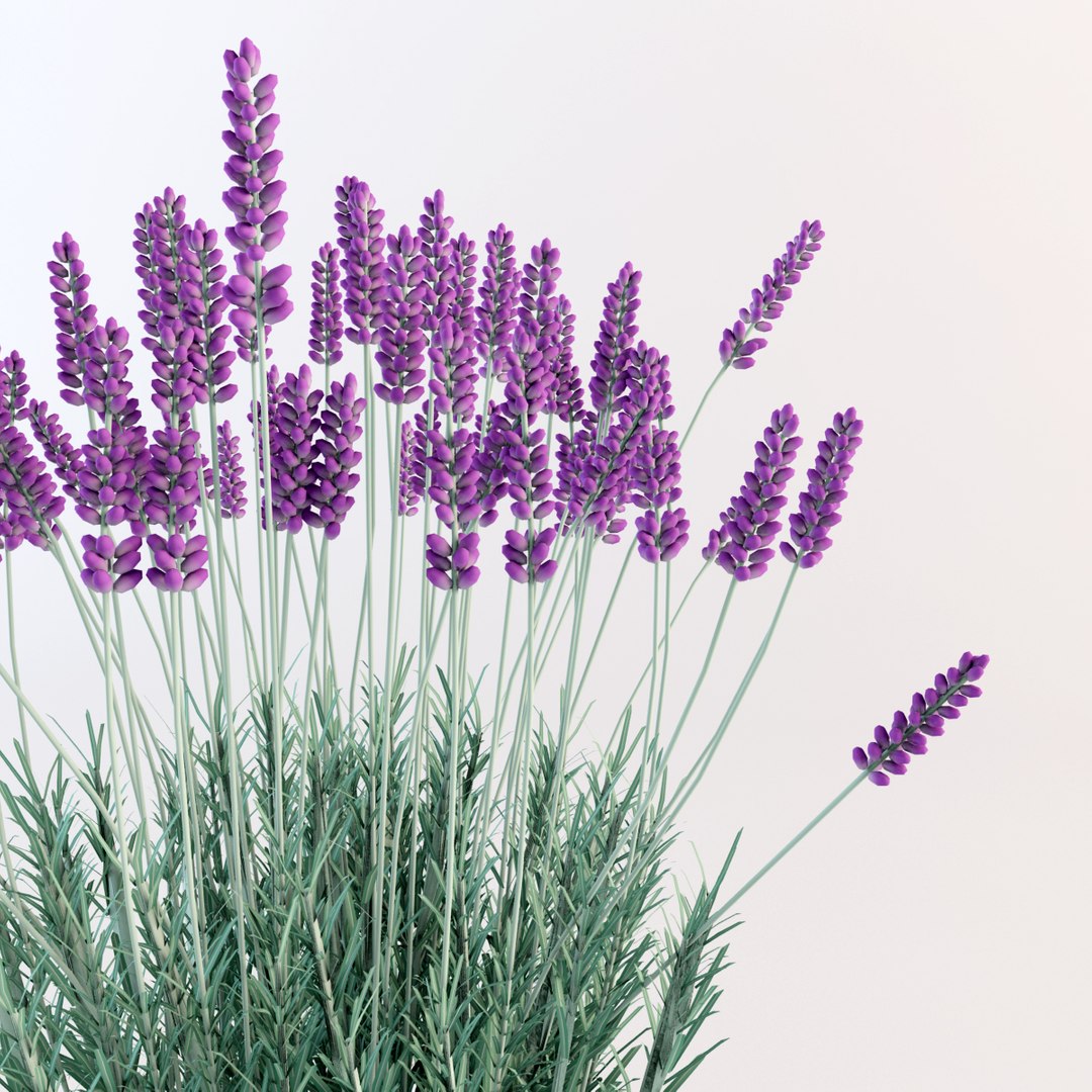 model lavender flowers pot https://p.turbosquid.com/ts-thumb/yq/nzbJMI/ZVDjjqjA/w7/jpg/1367003671/1920x1080/fit_q87/8f19edd8239cfc251fa61ebb3e565dba1646b0d0/w7.jpg