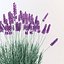 Lavanda