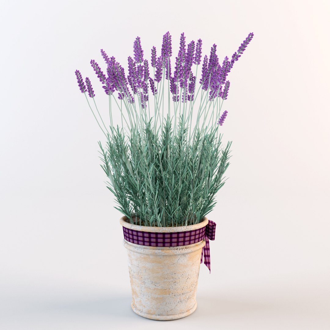 model lavender flowers pot https://p.turbosquid.com/ts-thumb/yq/nzbJMI/bOxfkVgw/w5/jpg/1367003554/1920x1080/fit_q87/ca5e49c2a18794e950114674d7c44770b1dd4d20/w5.jpg