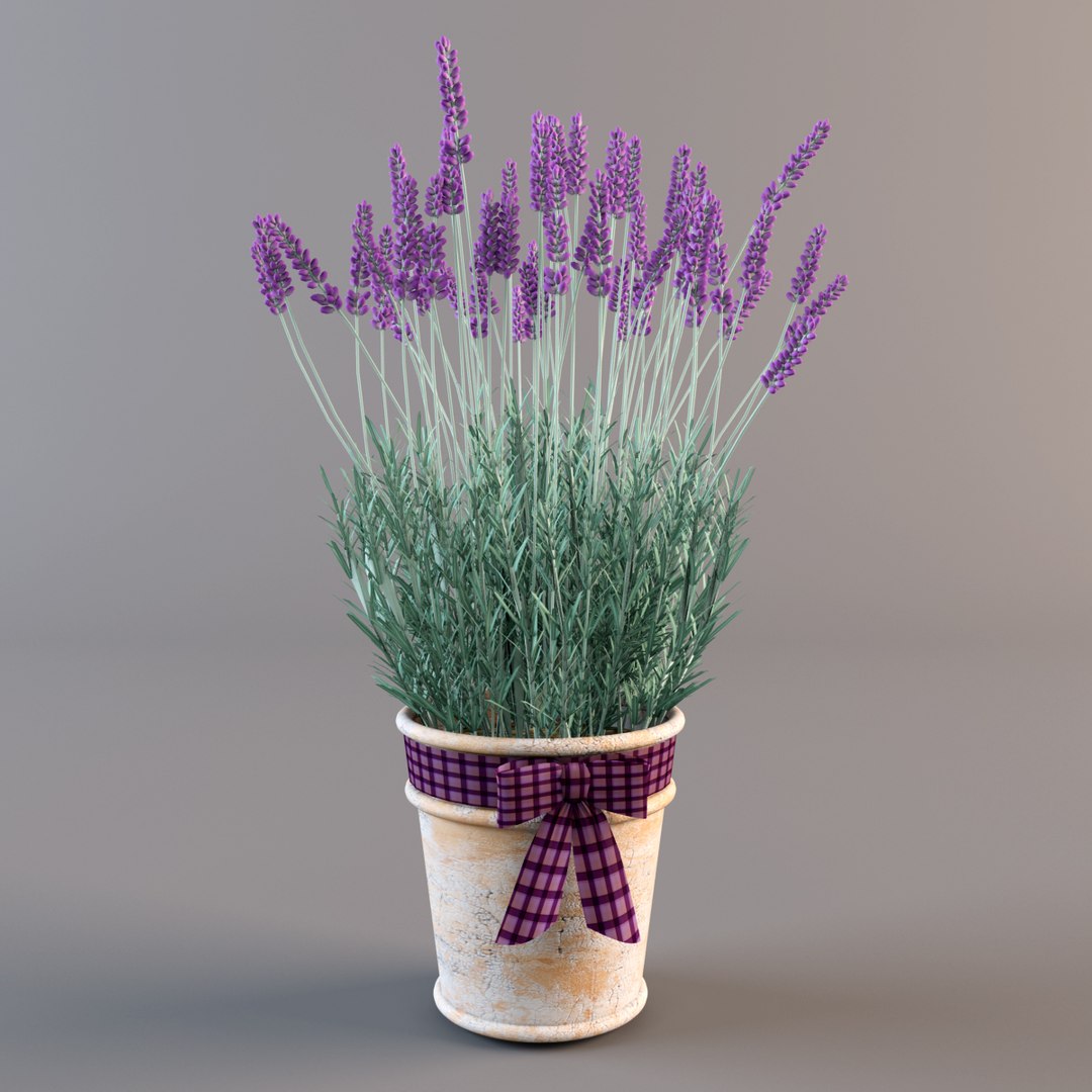 model lavender flowers pot https://p.turbosquid.com/ts-thumb/yq/nzbJMI/h37WokLa/w2/jpg/1367003456/1920x1080/fit_q87/d8c2e89850e14781478c9d0ca08f1bc62136f90b/w2.jpg