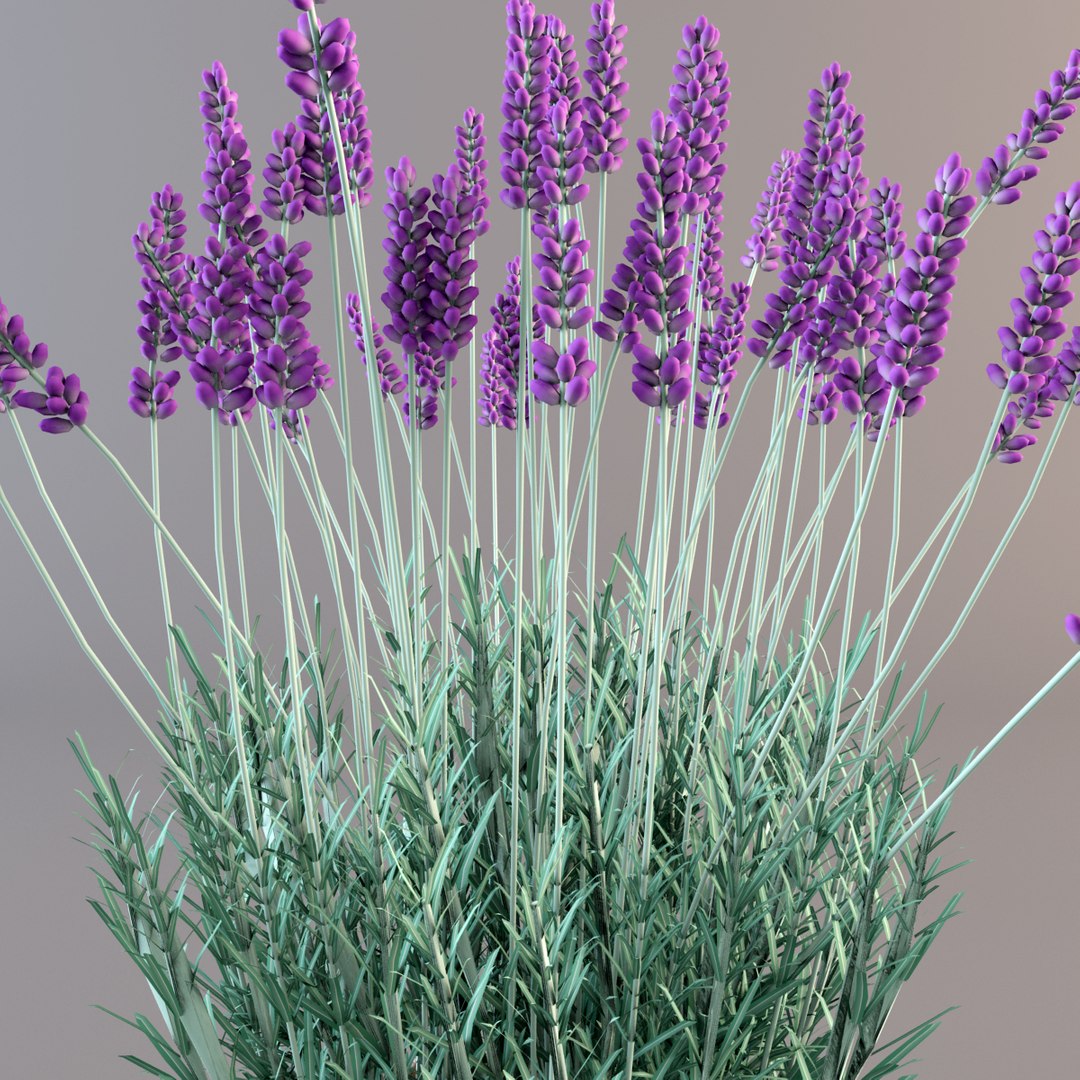 model lavender flowers pot https://p.turbosquid.com/ts-thumb/yq/nzbJMI/jyyseXOT/w1/jpg/1367003419/1920x1080/fit_q87/bab4309387b3a295eec7cc48961c0ce7a038d9a5/w1.jpg