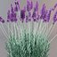 Lavanda