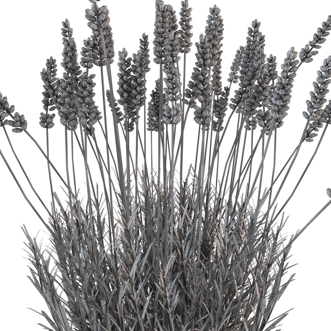 model lavender flowers pot https://p.turbosquid.com/ts-thumb/yq/nzbJMI/lv3XZCbp/w9/jpg/1367003855/1920x1080/fit_q87/e5bc42aef284dd36a72f153a8a15d8ce08018aae/w9.jpg