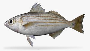 longfin salema 3D model