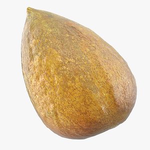 3D avocado seed model